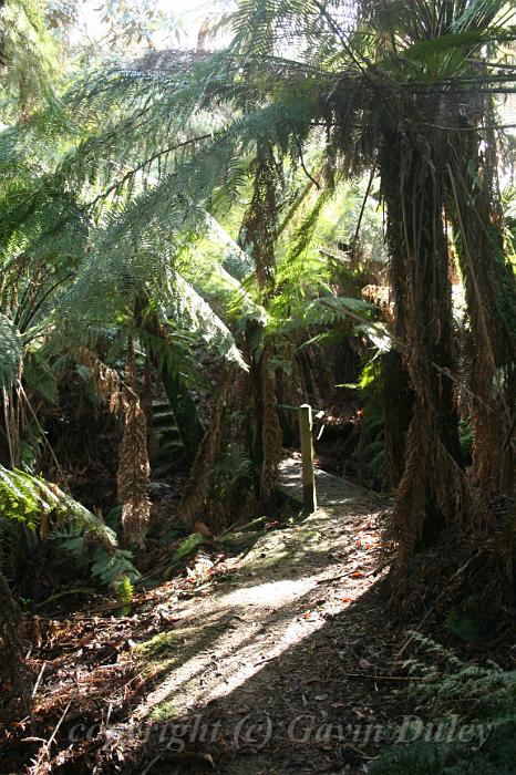 Tree fern gully, Pirianda Gardens IMG_7187.JPG